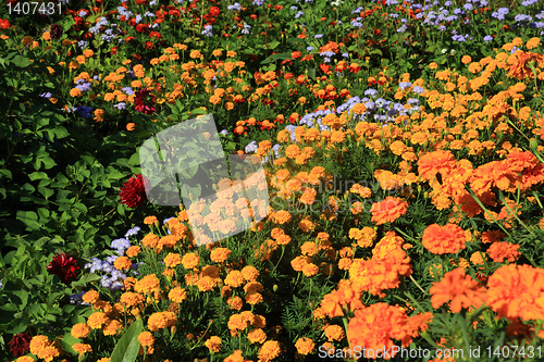 Image of flowerses on flowerbed near rural building