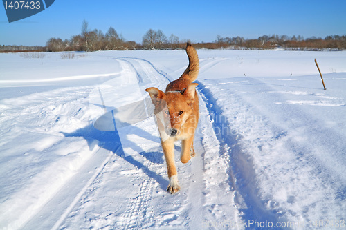 Image of redhead dog on rural road 