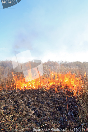 Image of fire in herb