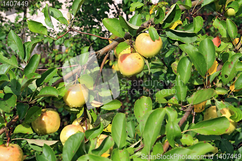 Image of ripe apple on green branch