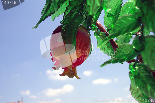 Image of pomegranate and clouds