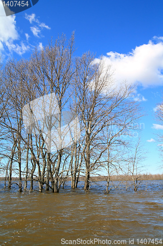 Image of big oaks in brown water 