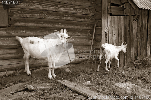 Image of nanny goat near rural building 