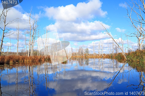 Image of dry wood on coast river