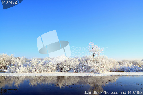 Image of snow bushes on coast river