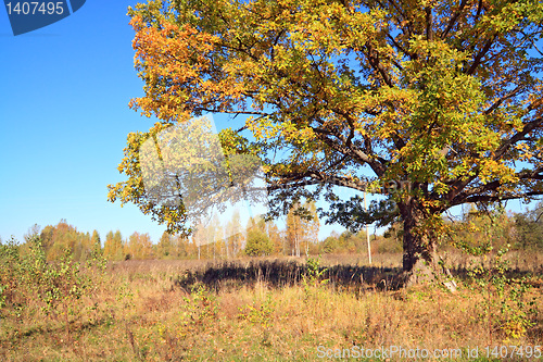 Image of yellow oak on autumn field 