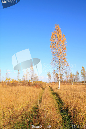 Image of yellow birch on autumn field 