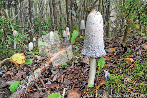 Image of mushrooms 