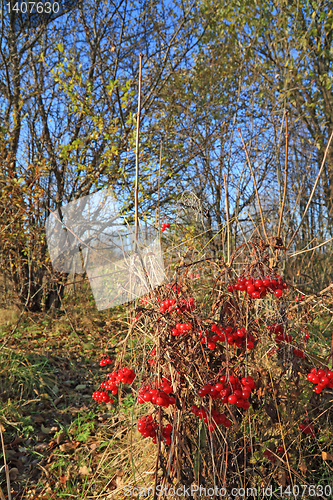 Image of berries of the viburnum in dry herb