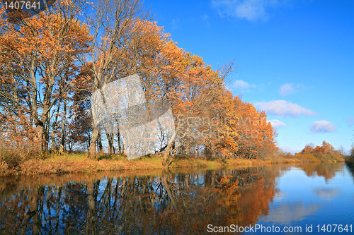 Image of oak wood on coast river