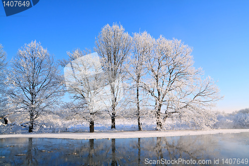 Image of oak wood on coast river