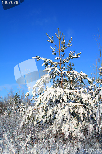Image of pine in snow