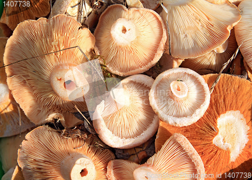 Image of mushrooms