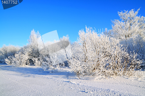 Image of snow bushes on coast river