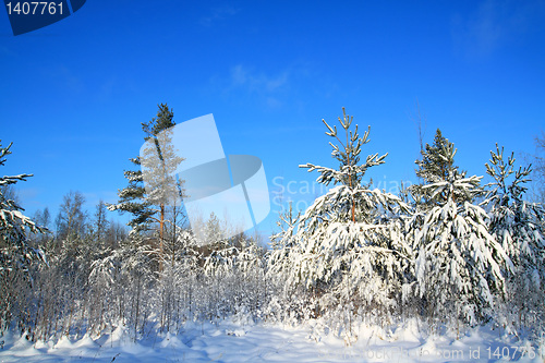 Image of pines in snow on celestial background 