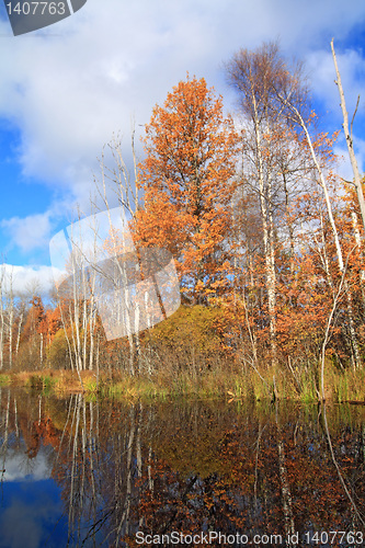 Image of oak wood on coast river