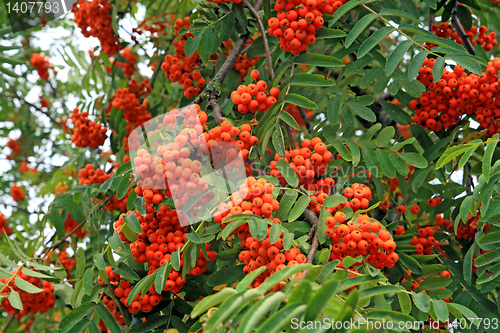 Image of tree of rowanberry in town park