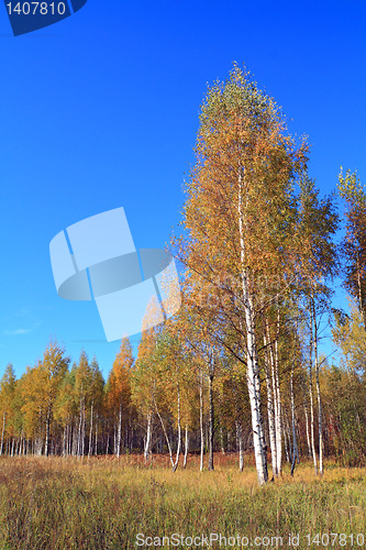 Image of yellow birch on autumn field