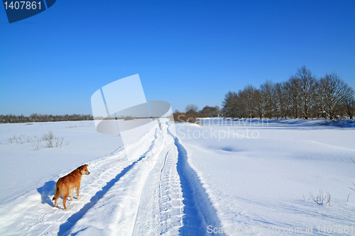 Image of redhead dog on rural road 