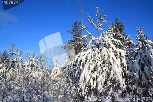 Image of pines in snow on celestial background 