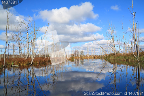 Image of dry wood on coast river