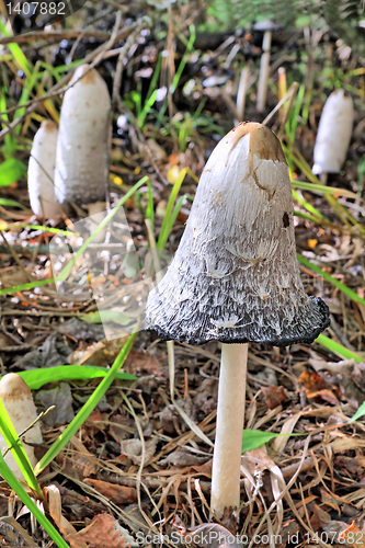 Image of mushrooms 