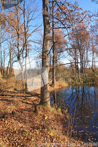 Image of oak wood near small river