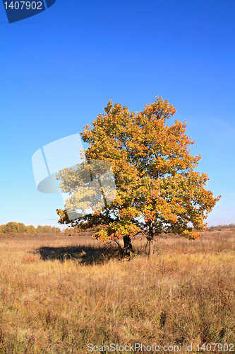 Image of yellow oak on autumn field