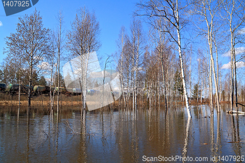 Image of birch wood in spring water