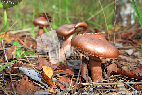 Image of brown mushroom amongst rotten sheet