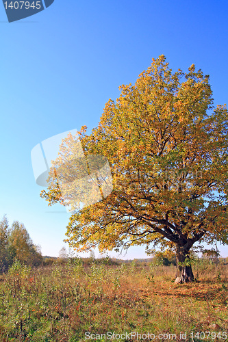 Image of yellow oak on autumn field 
