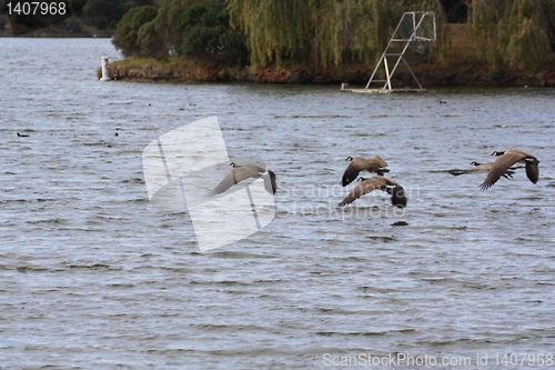Image of Geese heading back