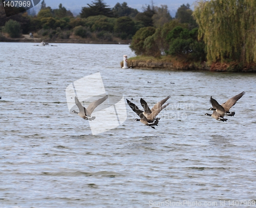 Image of Geese moving their wings