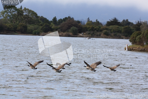 Image of Geese getting closer to the other side