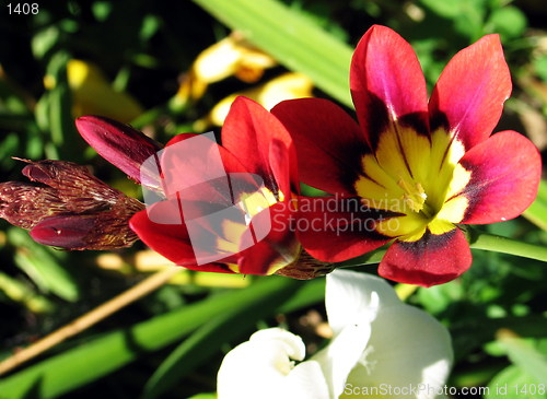 Image of Colorful flowers