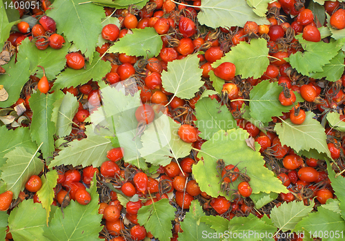 Image of Leaves with Fruits Preserves