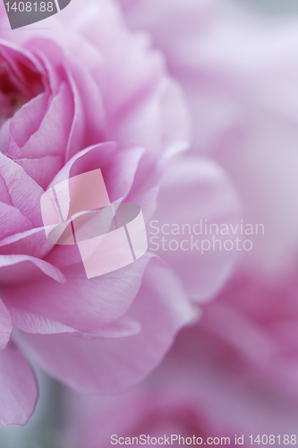 Image of pastel pink flowers