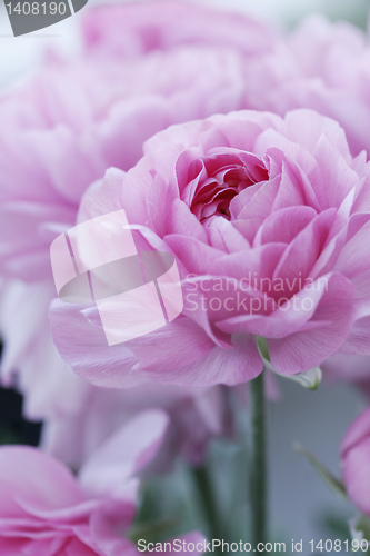 Image of pastel pink flowers