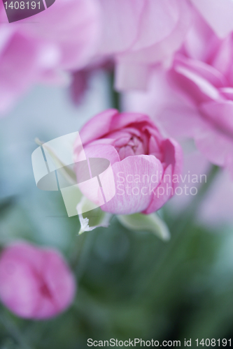 Image of pastel pink flowers