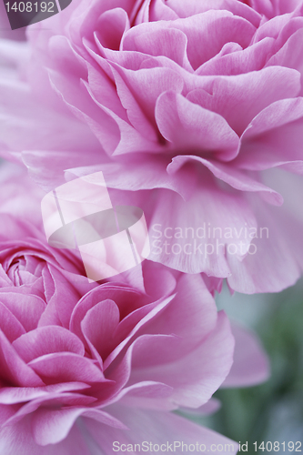 Image of pastel pink flowers