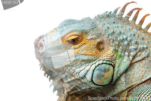 Image of iguana on isolated white