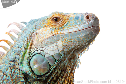 Image of iguana on isolated white