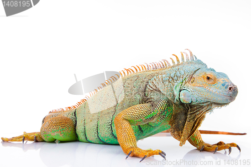 Image of iguana on isolated white