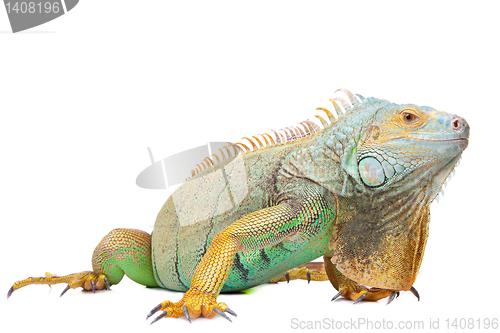 Image of iguana on isolated white