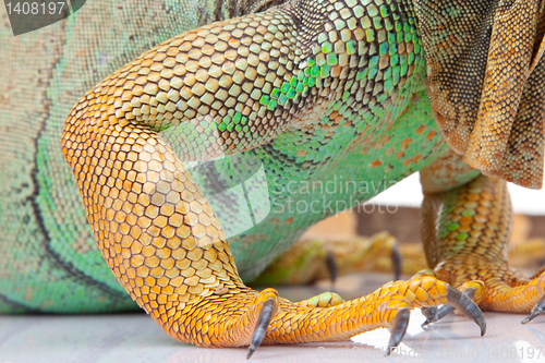 Image of paw of iguana