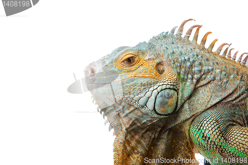 Image of iguana on isolated white