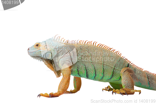 Image of iguana on isolated white
