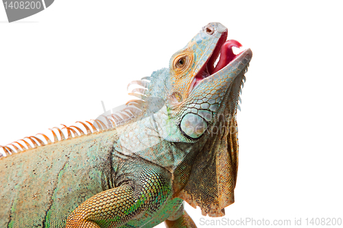 Image of iguana on isolated white