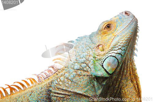 Image of iguana on isolated white