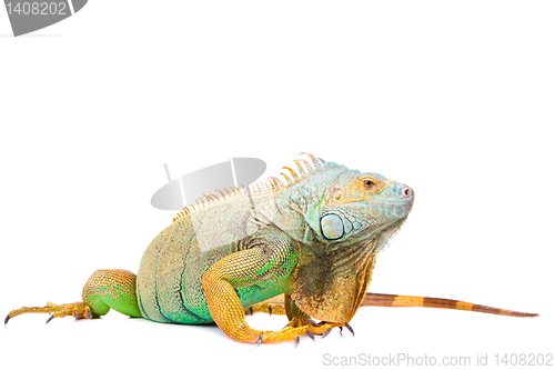 Image of iguana on isolated white